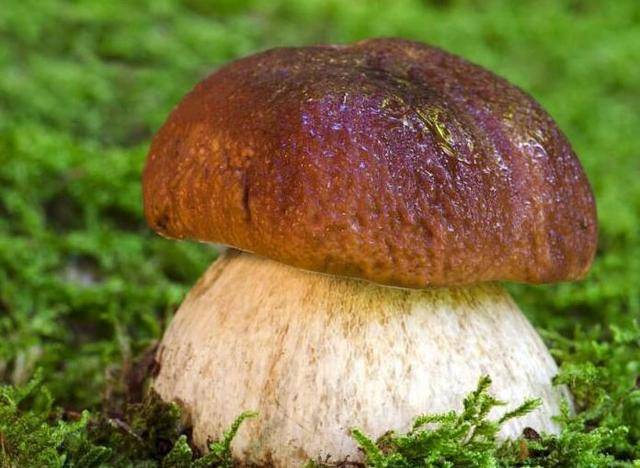 吃菌的季节又要到了,云南这么多野生菌你最想尝哪一款?