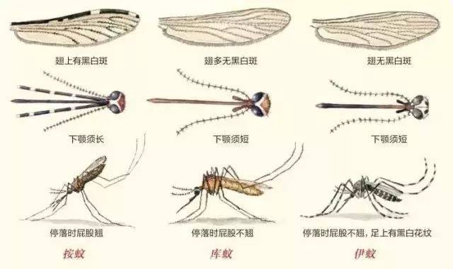 蚊子各部位名称及图片图片