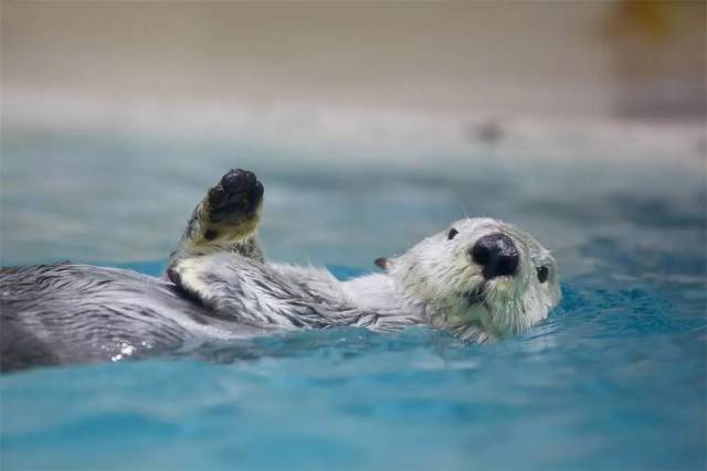 死死抓住栏杆不肯下水的 旱鸭子呢