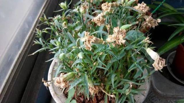 康乃馨枯萎了怎么办?四种解决方法或可参考!