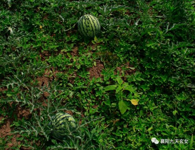 炎炎夏日好"食"光,花果山西瓜甜蜜"来袭!