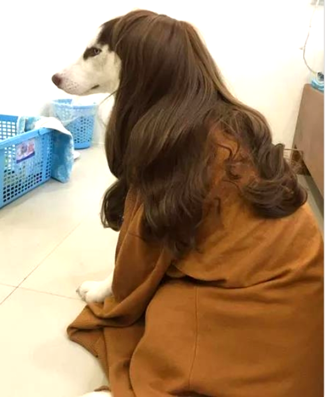 这一套,波浪卷发,大妮子…… 哈士奇:爱咋咋地吧!你开心就好!