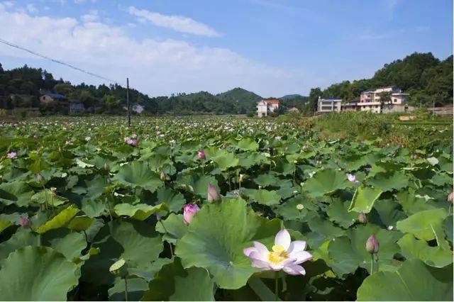盛夏时节,白莲村千亩荷花开得正艳,游客在这里可以采摘莲蓬,捕捉荷花