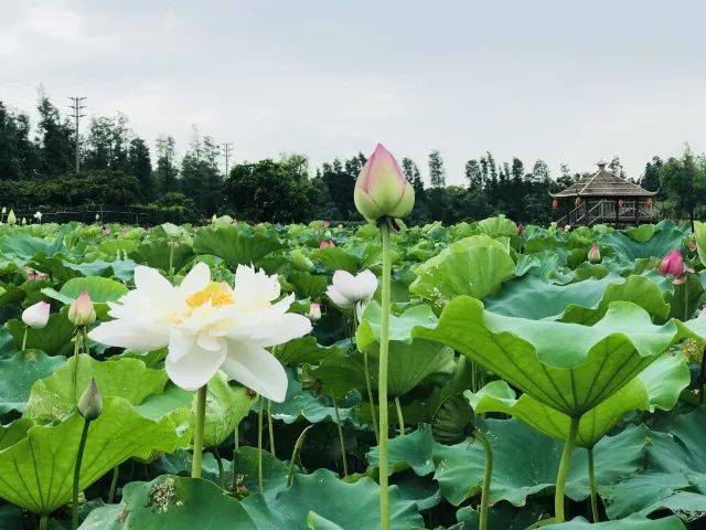 去十里蓮江拍荷花啦!熱烈歡迎珠海攝影協會成員前來採風攝影!