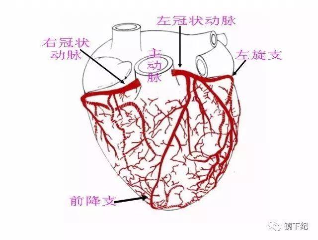 左回旋支解剖图图片