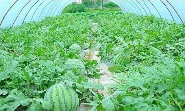 乐fan联盟-西瓜园