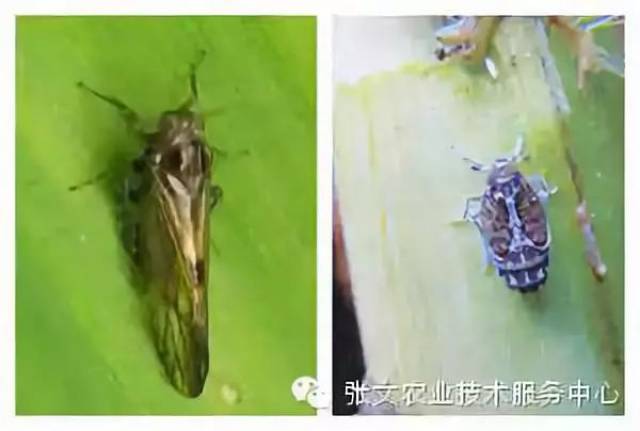 灰飞虱成若虫基部为害状