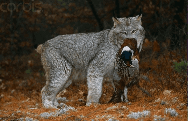 在中世纪以后的一段黑暗年代里, 猞猁被欧洲的人类广泛捕杀_手机搜狐