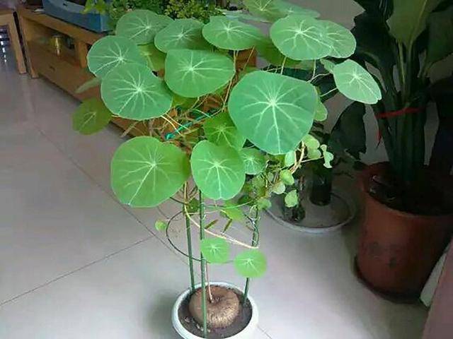 金不换盆景新花样浇水修剪小妙招样样齐全