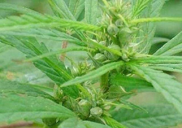 别人眼中的野草,用它加一下工,养胃治胃病,胃病统统不再犯