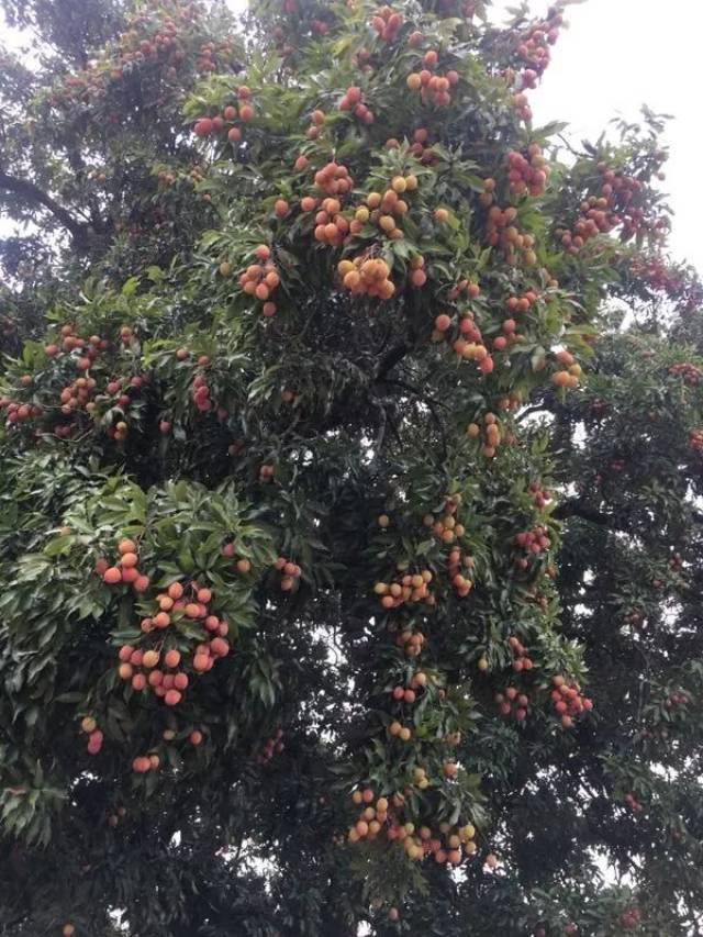 贵妃荔枝树,荔枝树,妃子笑荔枝_大山谷图库