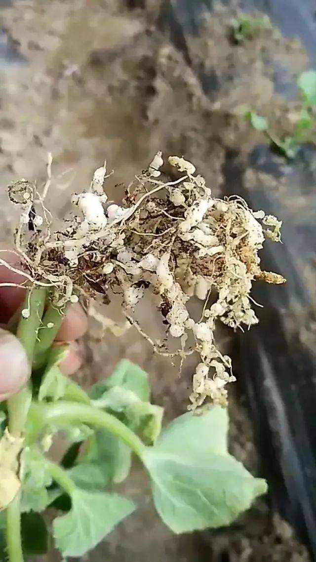 别再说甜瓜得病无药可救了!看完这些你也是高手