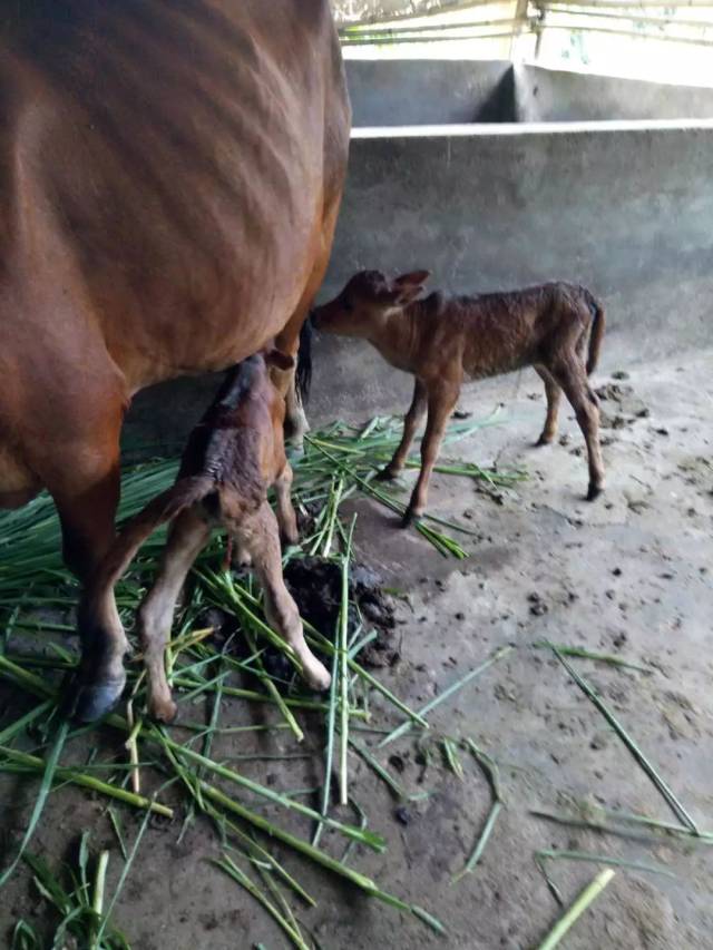梁化一头"牛嫲"生下双胞胎,据说概率只有五万分之一.
