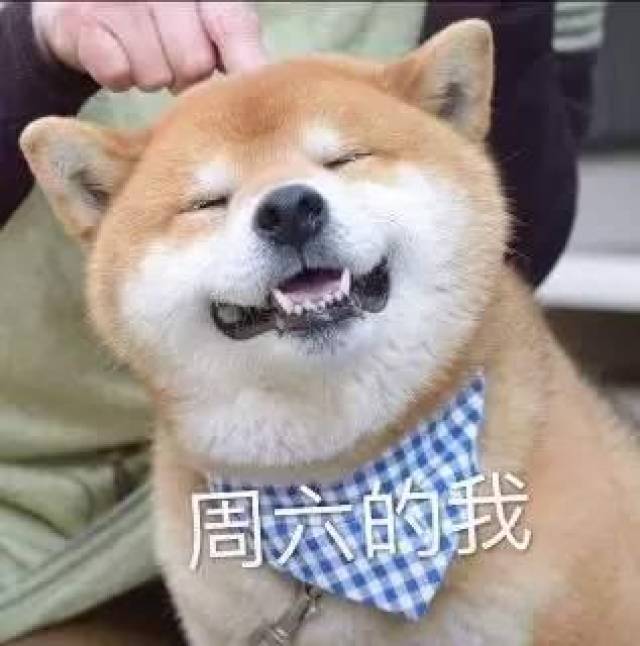 一周七天狗表情包:周一的我,周二的我,周三的我……周六的我-搞笑频道