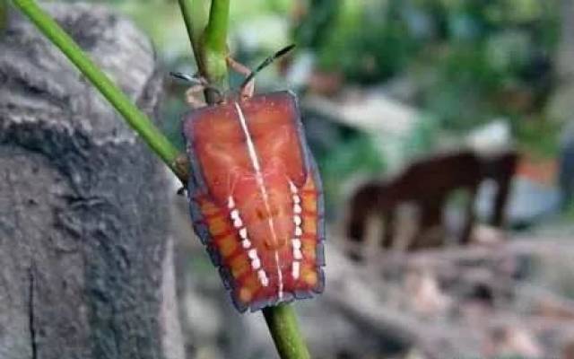 宁明人对这种虫卵应该不陌生,每到夏天经常附在晾干的衣物上!