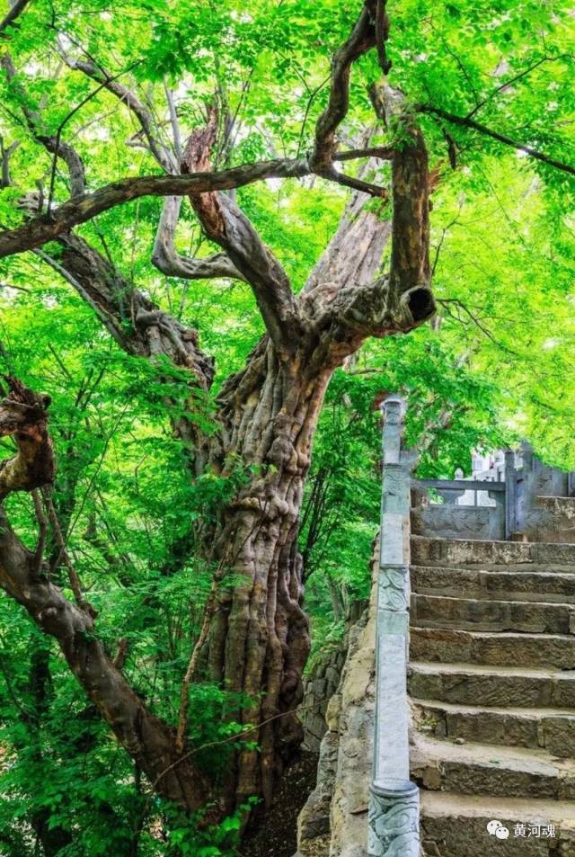 檀木是什么树图片大全,檀木树种类及图片大全,崖柏是什么树图片_大山谷图库