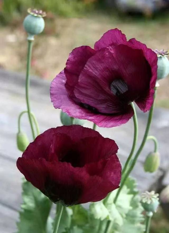 [摄影艺术]越毒越美的罂粟花