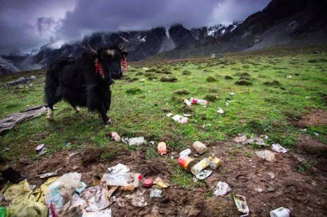 毁了牛背山的人,又一次毁掉了年宝玉则!
