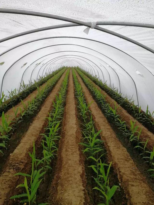 张延安产业化种植生姜