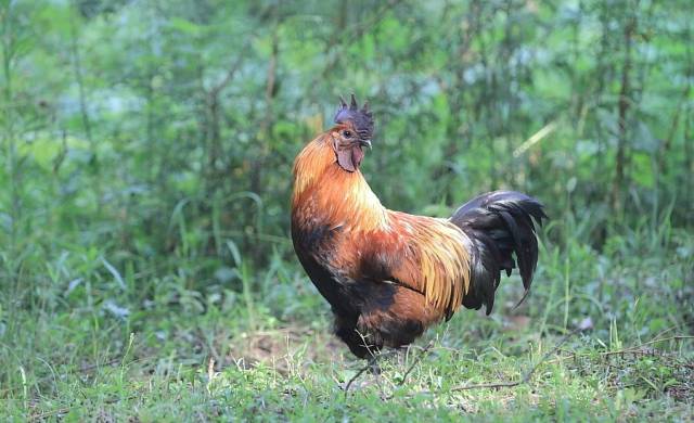 黑鳳雞散養技術