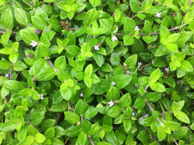 农村一种金色绒毛的野草,人称"过路蜈蚣", 一斤能卖25元