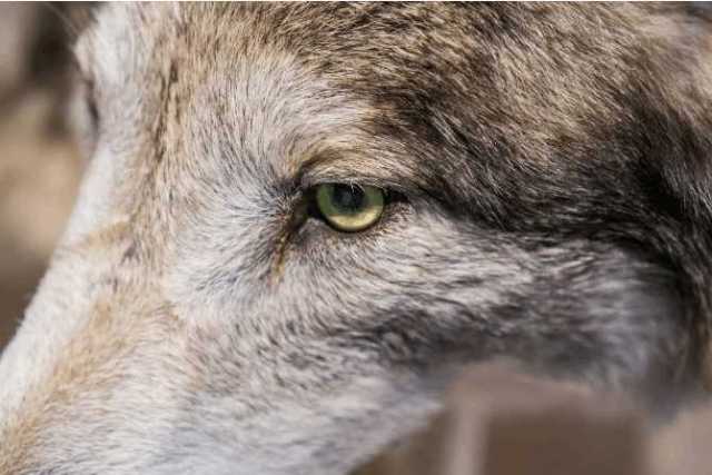 心理测试:哪双狼眼让你不舒服?测出你的智商情商有多高!