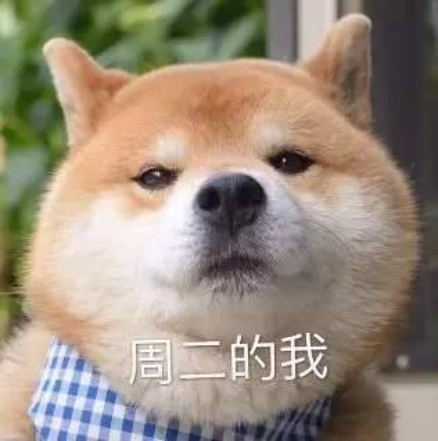 一周七天狗表情包:周一的我,周二的我,周三的我……周六的我-搞笑频道