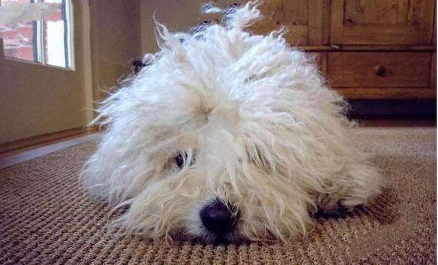 狗狗毛发粗糙?这几样食材记得要吃!