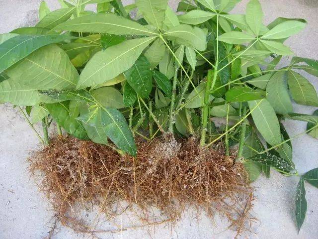 发财树的枝条扦插繁殖方法,多久浇一次水