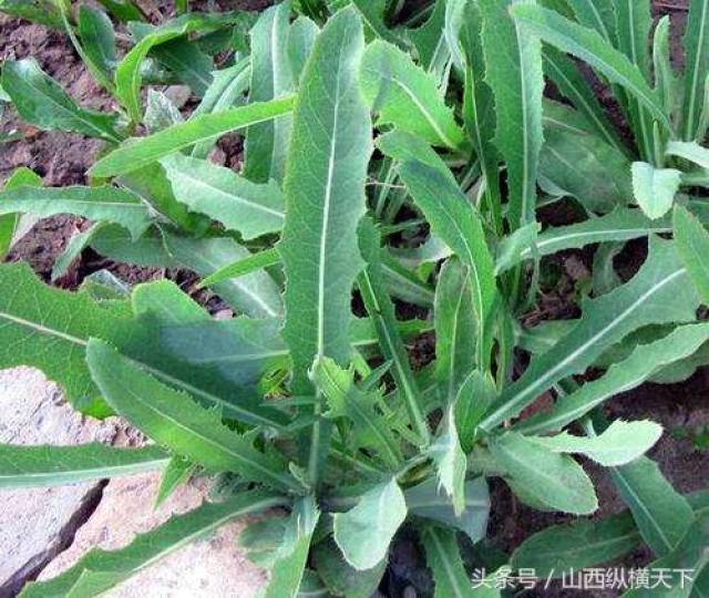 六月老太原人的最爱,纯天然野生美食-田苣_手机搜狐网