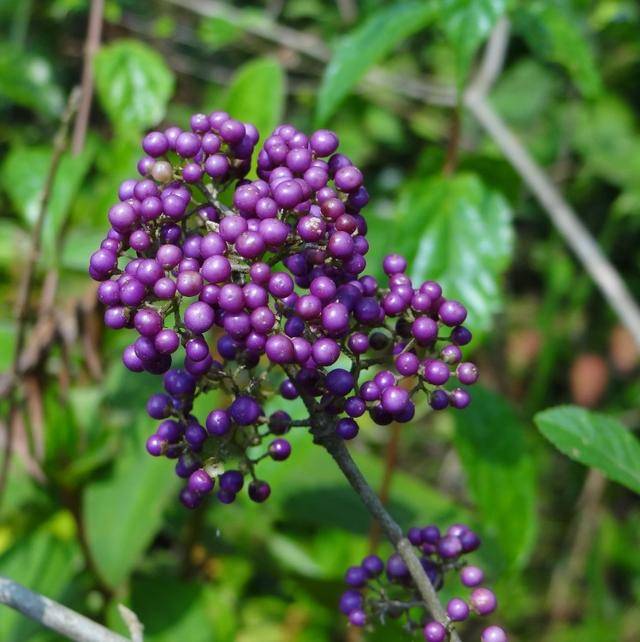 老鸦糊又叫长叶紫珠,红泡果,爆竹子,路金子,百子爆,米筛花等,一个地方