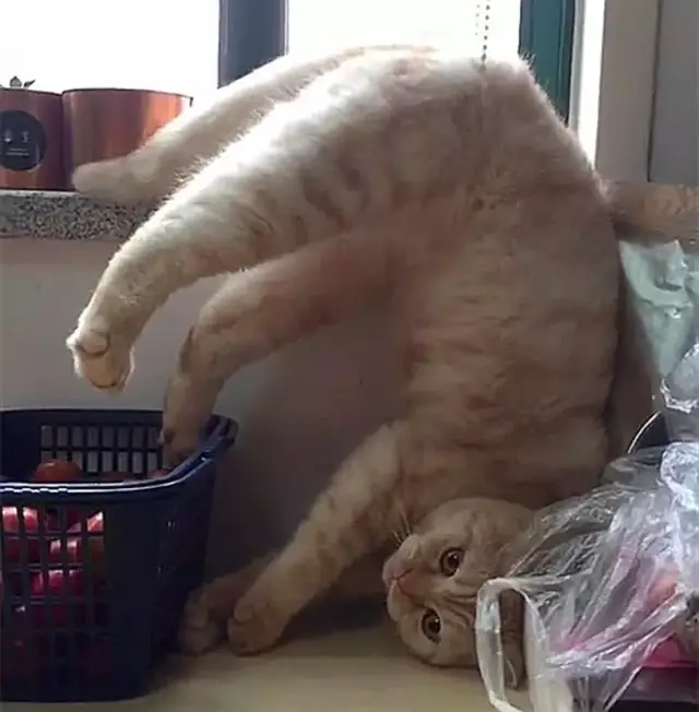 猫咪爬窗台没成功,却把自己给缠进了绳子里,吊在半空中