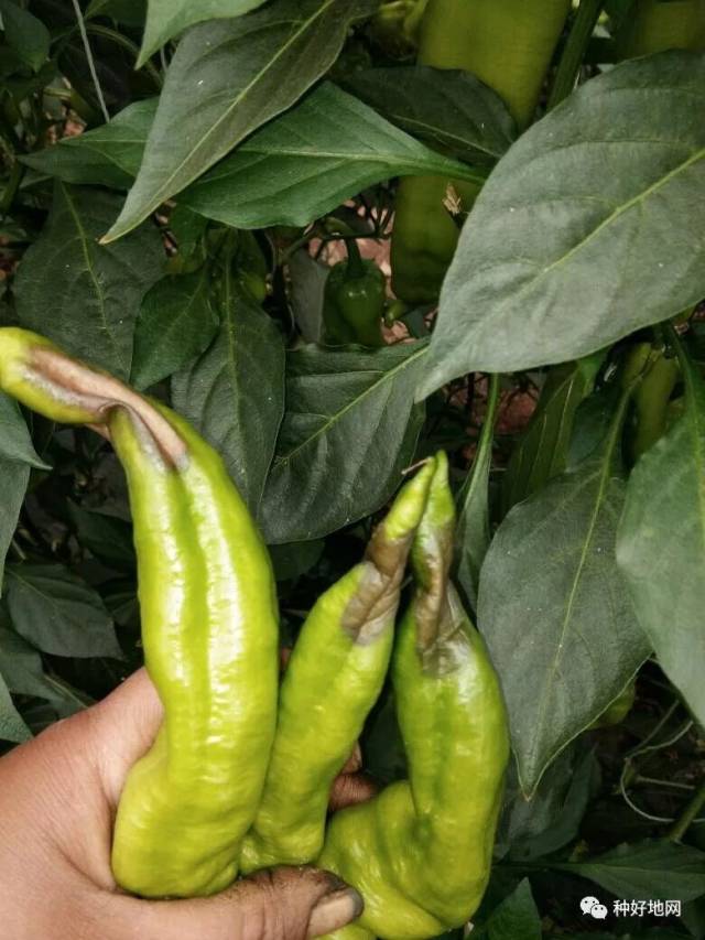 辣椒很弯弯是什么情况,什么原因?