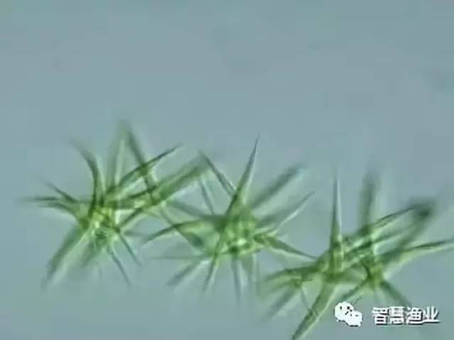 蓝纤维藻 群体胶被无色透明