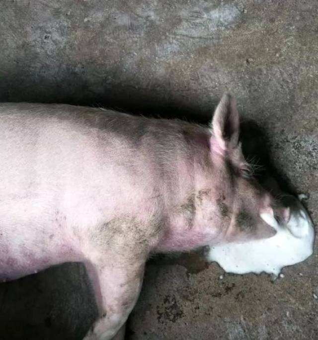 猪中毒死亡症状图片图片