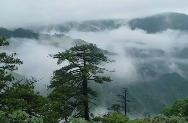 古田山自然保护区总面积8107.1公顷,地处开化县苏庄镇境内
