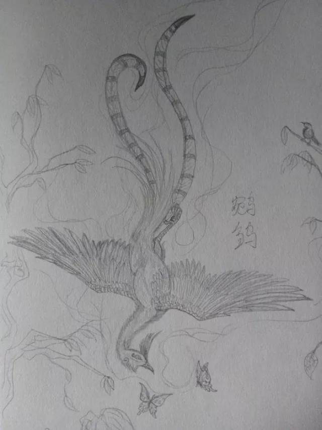禽鸟篇:上古十二神鸟谁排第一?(凤凰十二图)