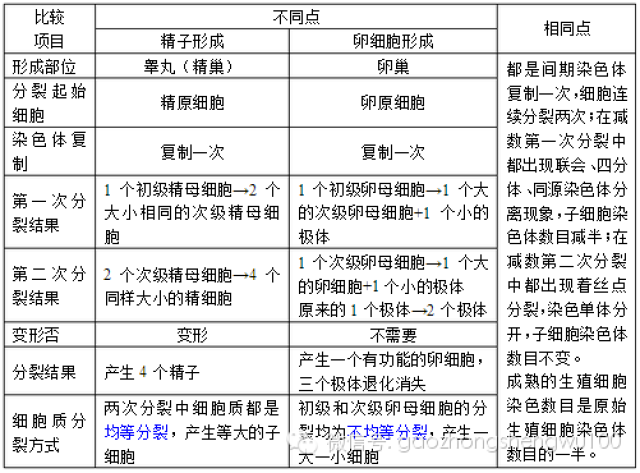 精子和卵细胞形成过程比较