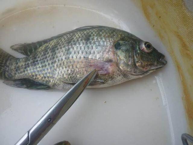 罗非鱼链球菌病与肝胆疾病并发如何做好防治措施?