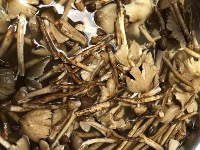 西水菌采摘回来之后,即使是低温保存,也要讲个"快"字,因为这些鲜菌 最