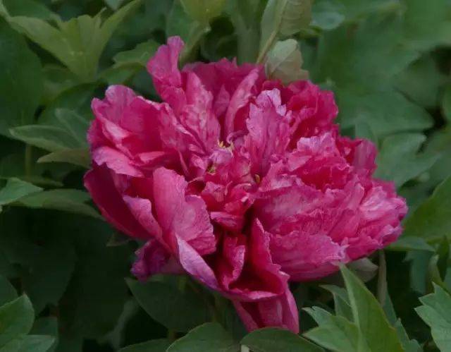 超全牡丹品种介绍,九大色系,漂亮!