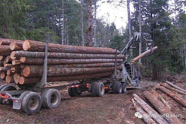 木材价格创新高，BC省伐木者苦苦挣扎_手机搜狐网