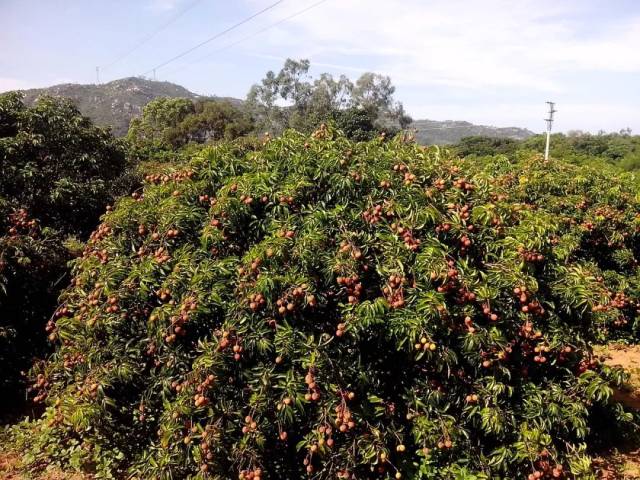 宁波有荔枝基地吗,宁波能不能种荔枝,宁波有没有荔枝_大山谷图库