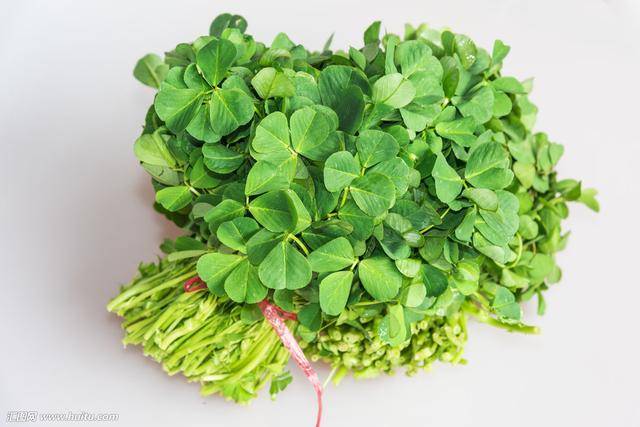 金花菜可以起到调节人体血脂,血糖,胆固醇的作用,可以有效增强人体的