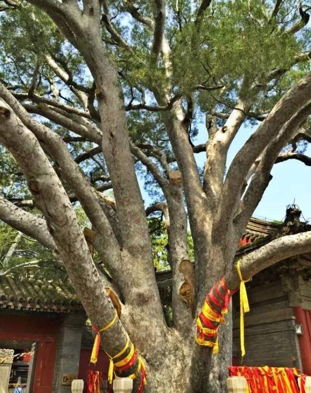 许愿树—1300年树龄的九龙松