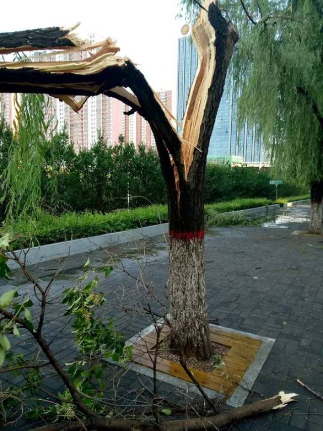 树倒了,树倒了卡通_大山谷图库