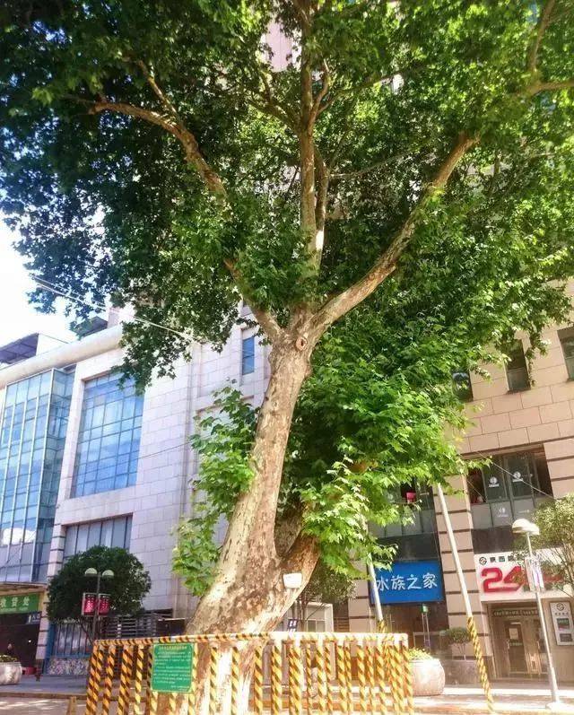 汉中现存最古老的法国梧桐树