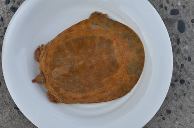 鱼有限公司经理李清府在丹江口水库收获一只金黄色野生甲鱼(俗称老鳖)