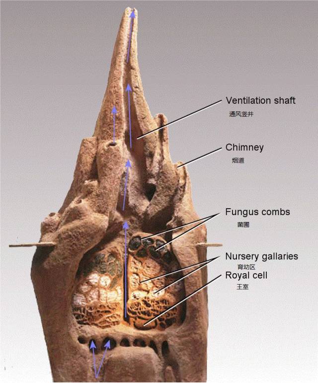 蜂巢内部结构剖面图图片