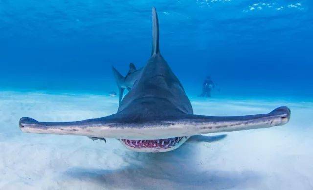 巨锤头鲨害羞又高冷,快被人类此灭绝了.